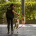 Perros durante la pandemia mostraron más agresividad y problemas de adiestramiento