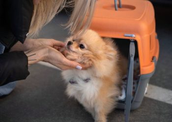 Animal Cargo y la transformación del transporte internacional de mascotas