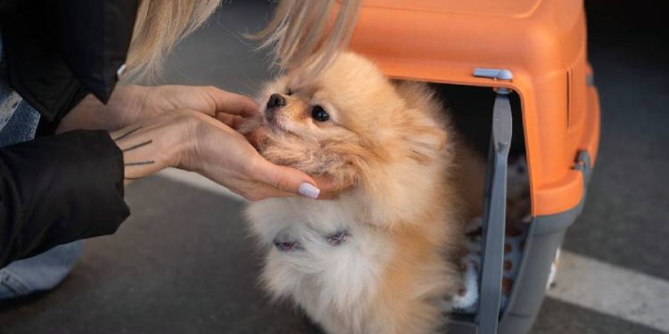Animal Cargo y la transformación del transporte internacional de mascotas