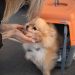 Animal Cargo y la transformación del transporte internacional de mascotas