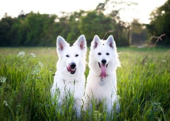 Turismo pet friendly y los países donde los perros superan a las personas