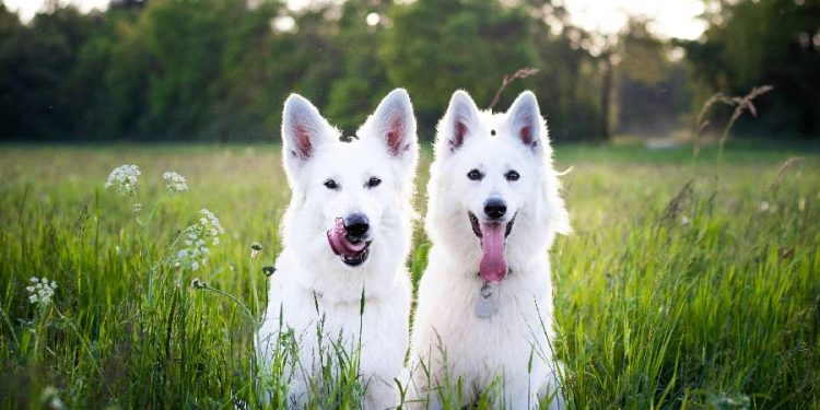 Turismo pet friendly y los países donde los perros superan a las personas
