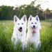Turismo pet friendly y los países donde los perros superan a las personas