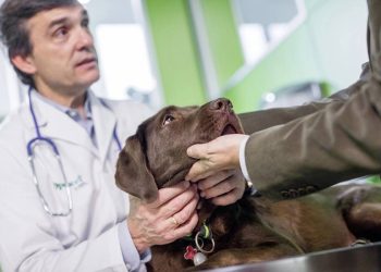 Numelvi marca un hito en la dermatología canina con innovaciones clave