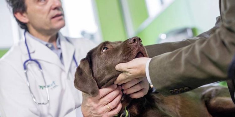 Numelvi marca un hito en la dermatología canina con innovaciones clave