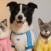 Adidas Originals conquista China con moda para mascotas