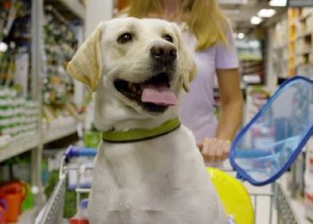Cómo la industria “pet” pasó de nicho a motor estratégico del retail: una mirada a 10 años de evolución