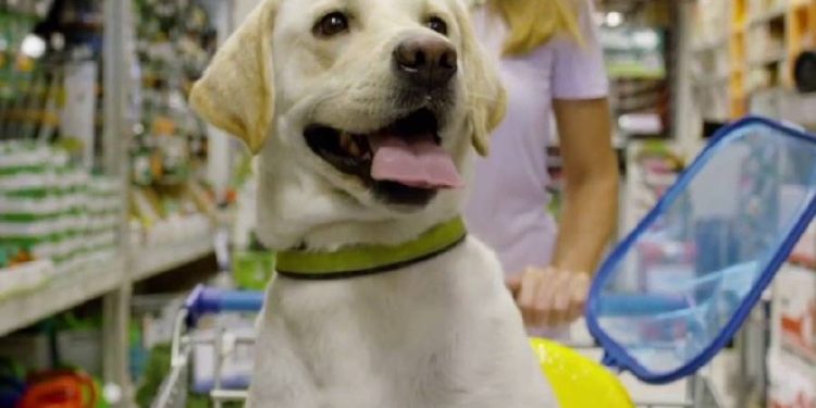 Cómo la industria “pet” pasó de nicho a motor estratégico del retail: una mirada a 10 años de evolución