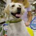 Cómo la industria “pet” pasó de nicho a motor estratégico del retail: una mirada a 10 años de evolución