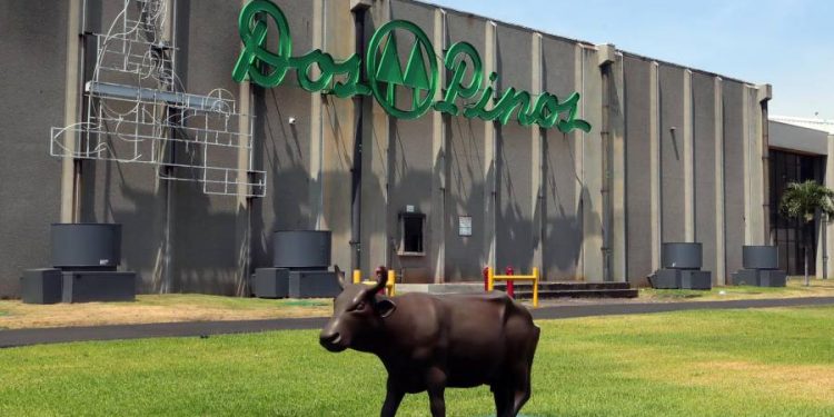 Cooperativa Dos Pinos: El Gigante Lácteo que Trascendió con la Fuerza de la Solidaridad y el Orgullo Centroamericano