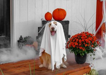 Halloween pet friendly se encuentra de moda en Colombia