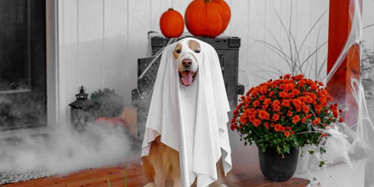 Halloween pet friendly se encuentra de moda en Colombia