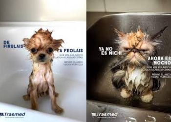Humor y empatía en alta mar: Trasmed lanza campaña pet friendly junto a Pingüino Torreblanca