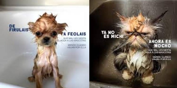 Humor y empatía en alta mar: Trasmed lanza campaña pet friendly junto a Pingüino Torreblanca