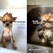 Humor y empatía en alta mar: Trasmed lanza campaña pet friendly junto a Pingüino Torreblanca