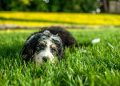 La presencia de mascotas en el trabajo mejora el bienestar y la productividad