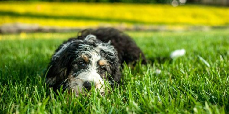 La presencia de mascotas en el trabajo mejora el bienestar y la productividad