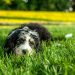 La presencia de mascotas en el trabajo mejora el bienestar y la productividad
