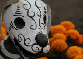 Altares de recuerdo para mascotas: Una nueva dimensión del Día de Muertos
