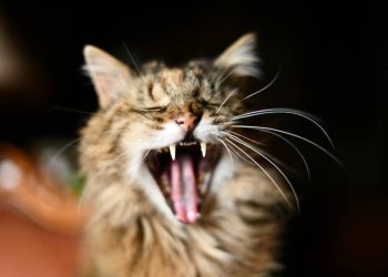 El significado del bostezo en los gatos: Entre el relajo y la alerta emocional