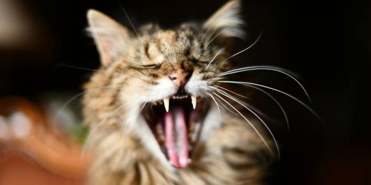 El significado del bostezo en los gatos: Entre el relajo y la alerta emocional