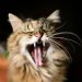 El significado del bostezo en los gatos: Entre el relajo y la alerta emocional