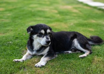 El vínculo eterno: Cómo la era de la longevidad redefine nuestra relación con las mascotas