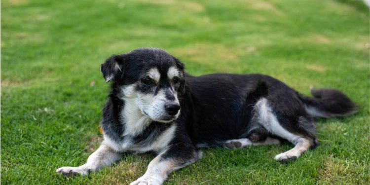 El vínculo eterno: Cómo la era de la longevidad redefine nuestra relación con las mascotas