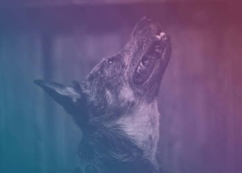 Perros azules en Chérnobil: Un misterioso hallazgo que pone a dudar científicos y voluntarios