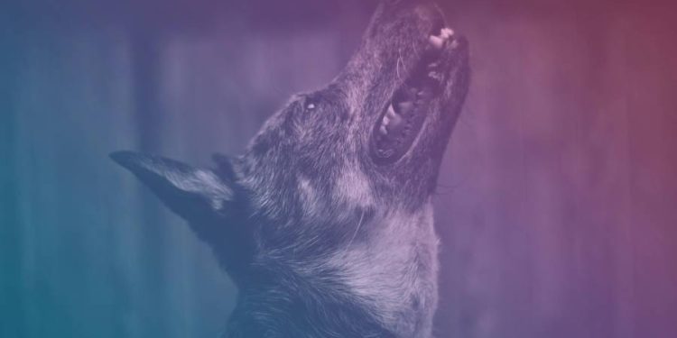 Perros azules en Chérnobil: Un misterioso hallazgo que pone a dudar científicos y voluntarios