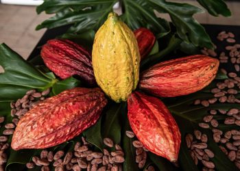 El renacimiento del cacao colombiano