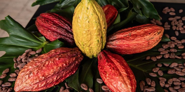 El renacimiento del cacao colombiano
