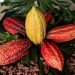 El renacimiento del cacao colombiano