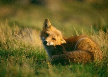 Gripe aviar en España: el caso del zorro en Aragón acerca el virus a la gente