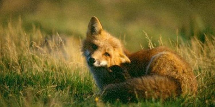 Gripe aviar en España: el caso del zorro en Aragón acerca el virus a la gente