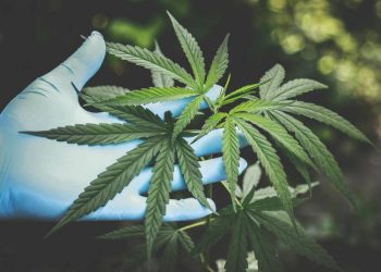Expocannabis 2025 marca un hito con venta legal de plantines