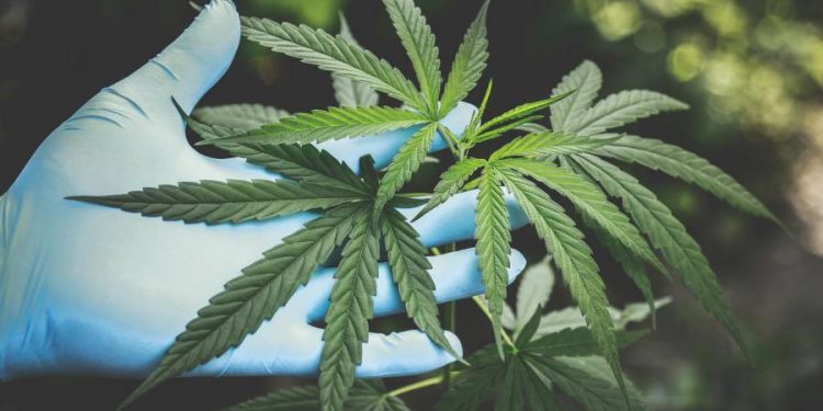 Expocannabis 2025 marca un hito con venta legal de plantines