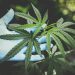 Expocannabis 2025 marca un hito con venta legal de plantines