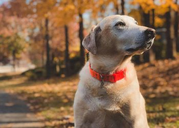 Una campaña que reinventa la publicidad automotriz y conecta con dueños de mascotas