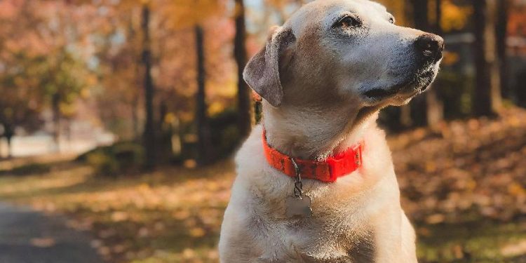 Una campaña que reinventa la publicidad automotriz y conecta con dueños de mascotas