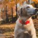 Una campaña que reinventa la publicidad automotriz y conecta con dueños de mascotas
