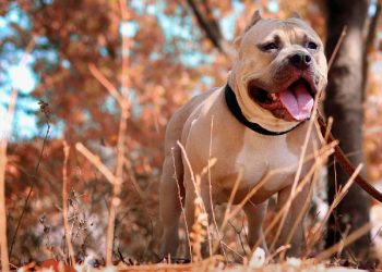 Bogotá impulsa registro digital gratuito para perros de manejo especial