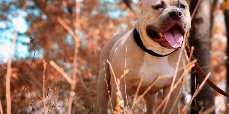 Bogotá impulsa registro digital gratuito para perros de manejo especial