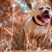 Bogotá impulsa registro digital gratuito para perros de manejo especial