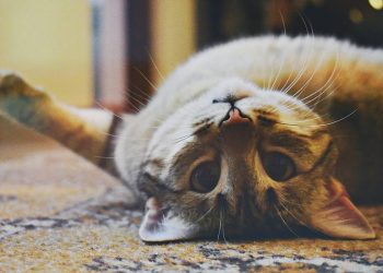 Un perfume que busca atraer a los gatos: El fenómeno de Feebily