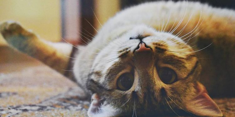 Un perfume que busca atraer a los gatos: El fenómeno de Feebily