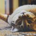 Un perfume que busca atraer a los gatos: El fenómeno de Feebily