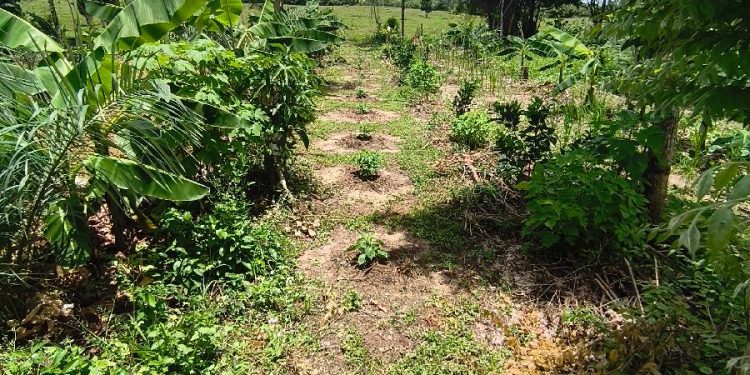 Terrasos presenta modelo para transformar la conservación en inversión sostenible