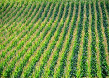 México dispara la importación de maíz blanco con un incremento del 291%