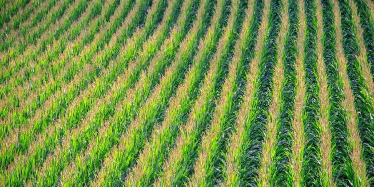 México dispara la importación de maíz blanco con un incremento del 291%